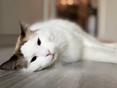 Snowy, cat bookmark