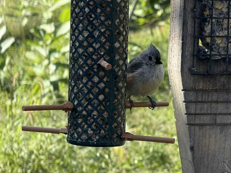 Bird Feeder Landing Stick