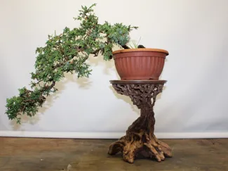 Bonsai Root Table