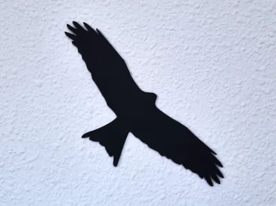 Red Kite Silhouette Milvus milvus Milano real