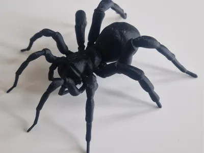 Tarantula spider