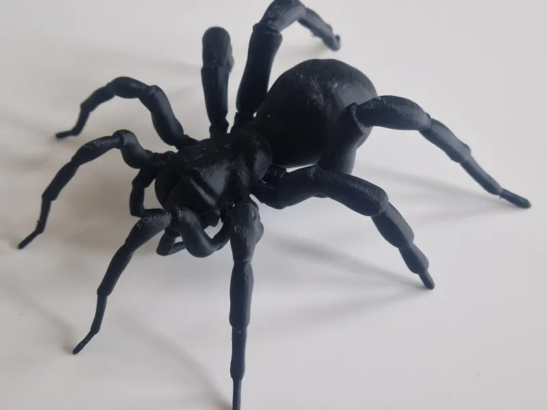 Tarantula spider