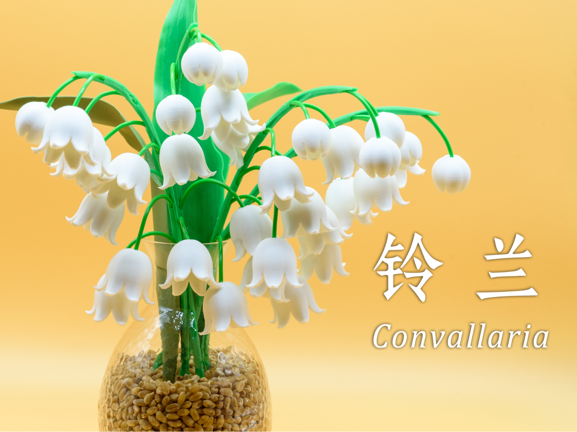 铃兰（Convallaria majalis）