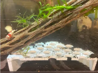 Shrimp Cave