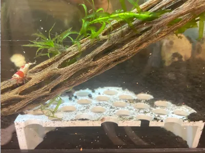 Shrimp Cave