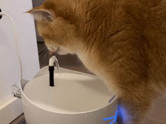 Catit Pixi Fountain Extension for extra fun
