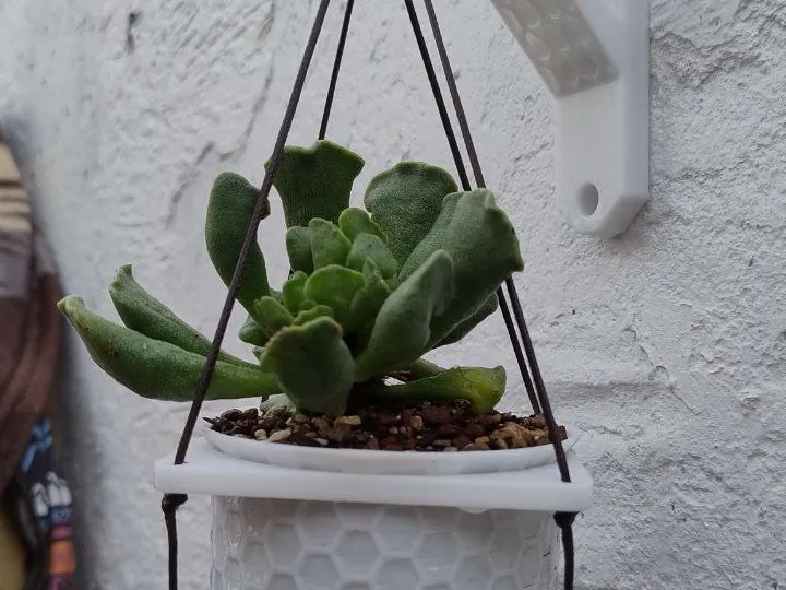 Hanging Planter Set