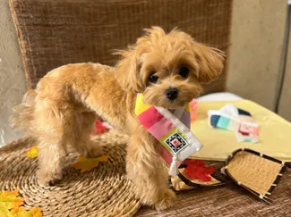 말티푸 