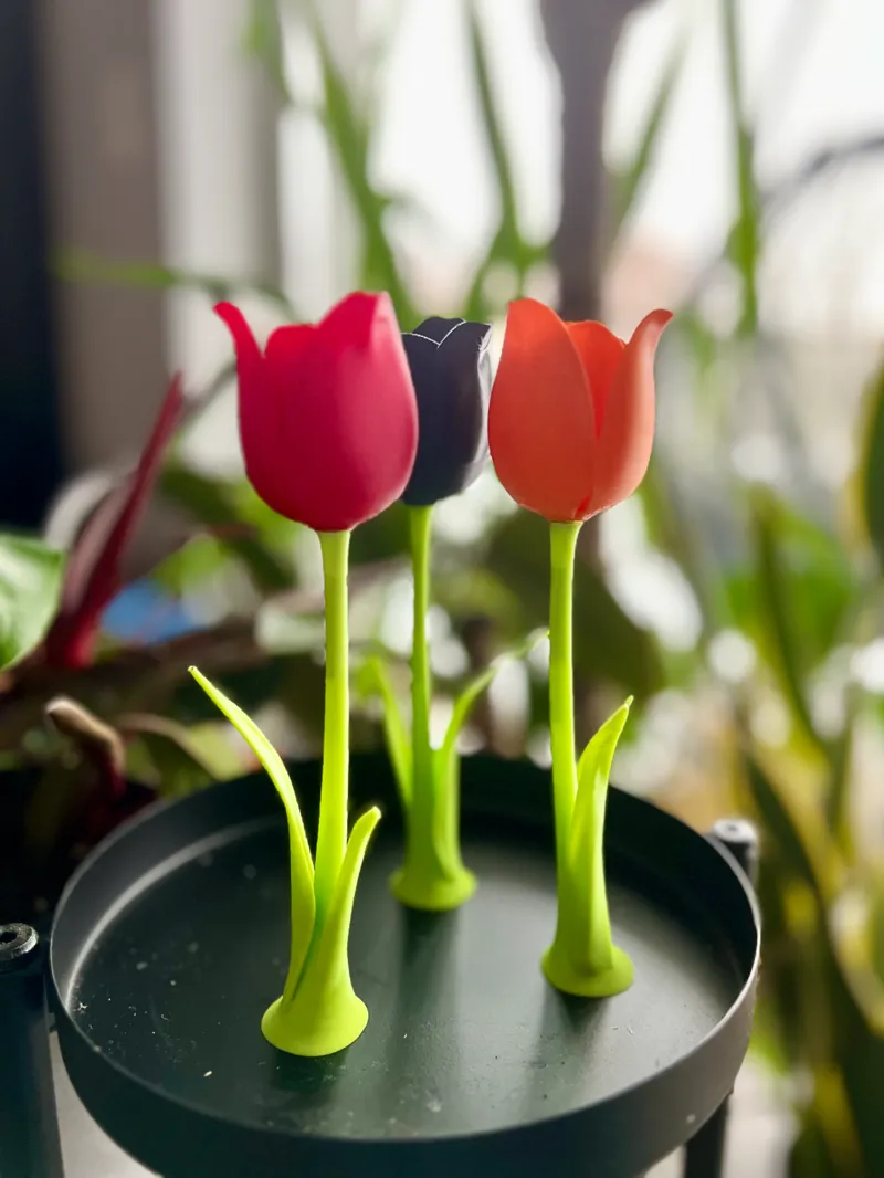 Lovely Tulip with Stem, Blooming Perfection
