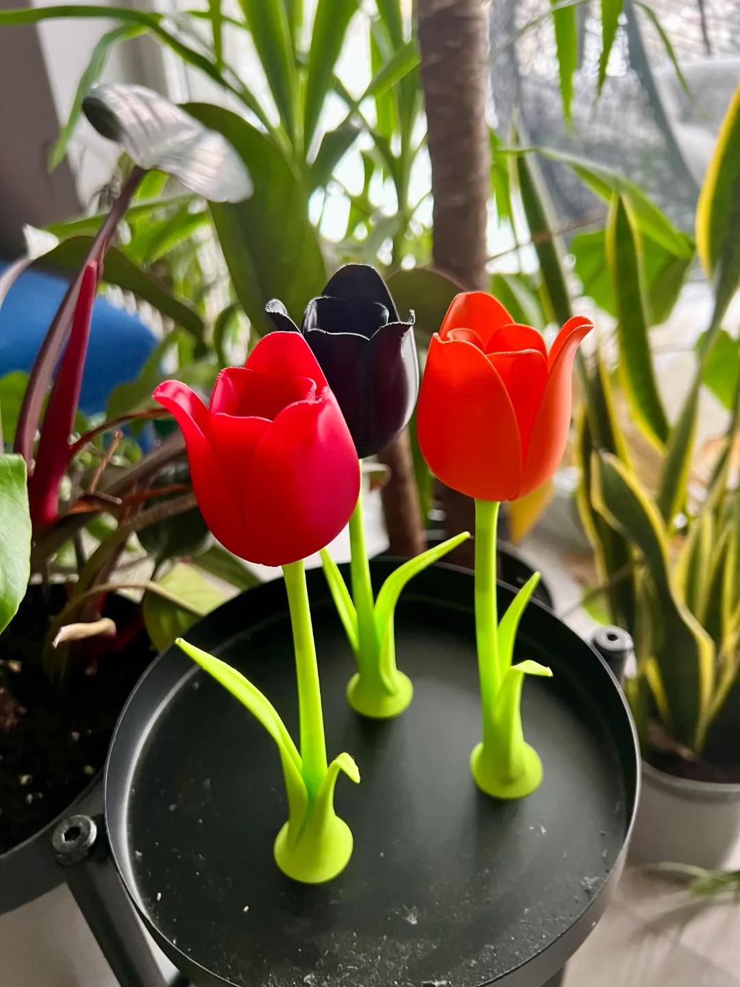 Lovely Tulip with Stem, Blooming Perfection view 2