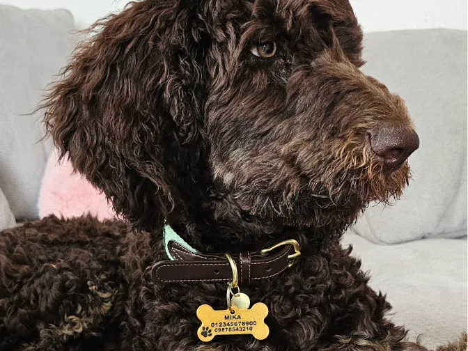 Hundemarke mit Name und Telefonnummern