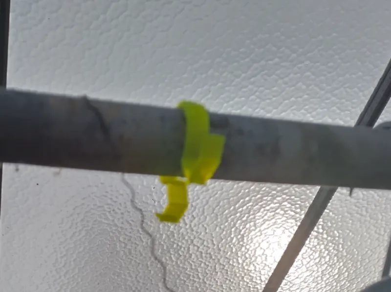 tomato plant holder