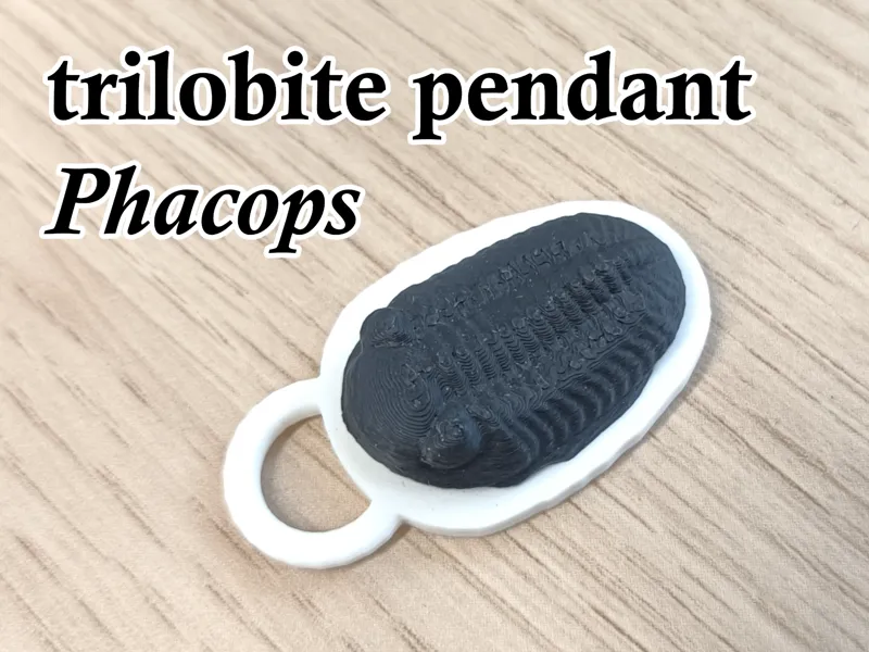 Trilobite pendant Phacops