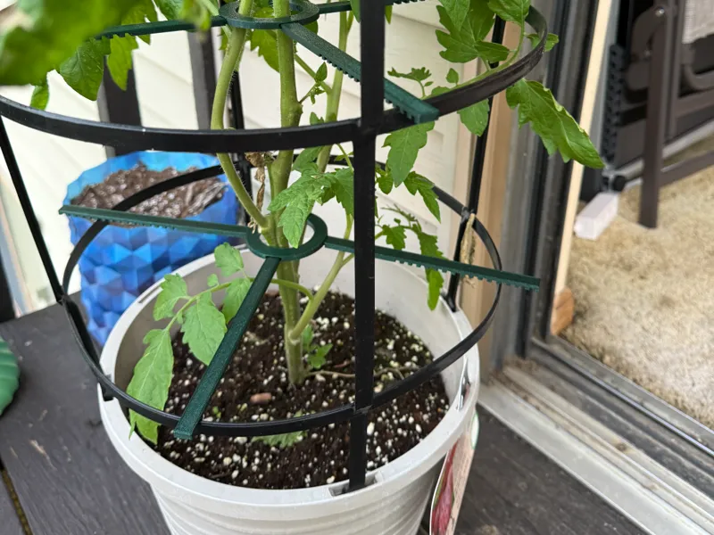 Tomato Centering for cage