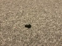 0.2mm layer, 2 walls, 100% infill