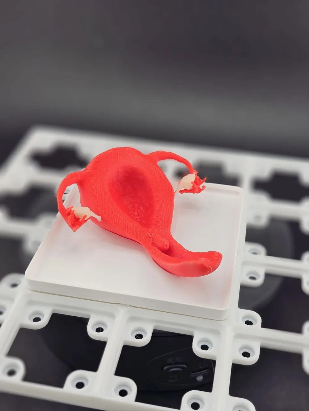 Gridfinity Anatomy 2x2 Uterus, Vagina, Cervix - Free 3D Print Model ...