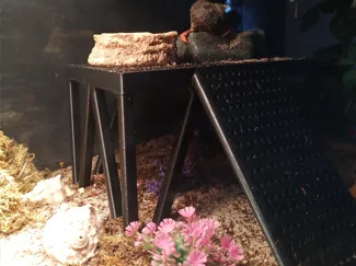 Hermit Crab Feeding Platform
