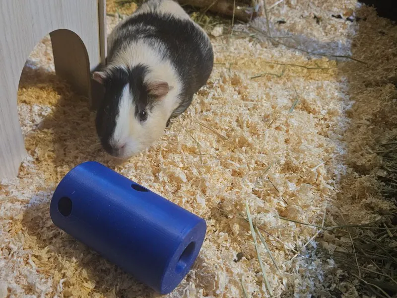 Guinea pig / rabbit treats barrel