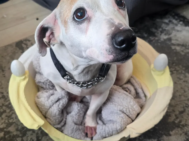 easter basket pet bed