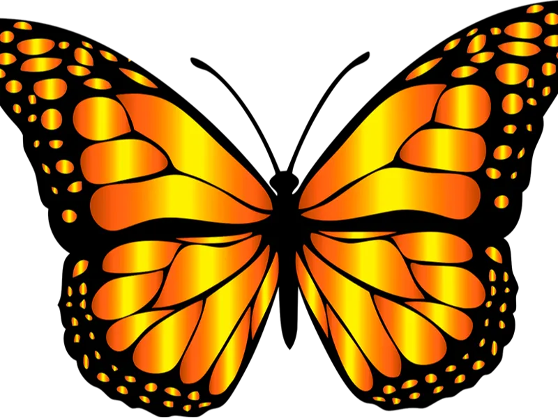 Mariposa