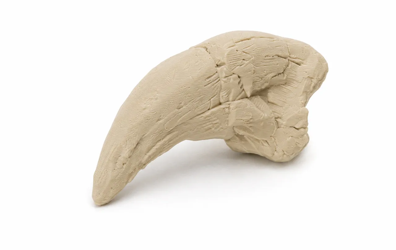 T-Rex Claw | Fossil Replica view 4