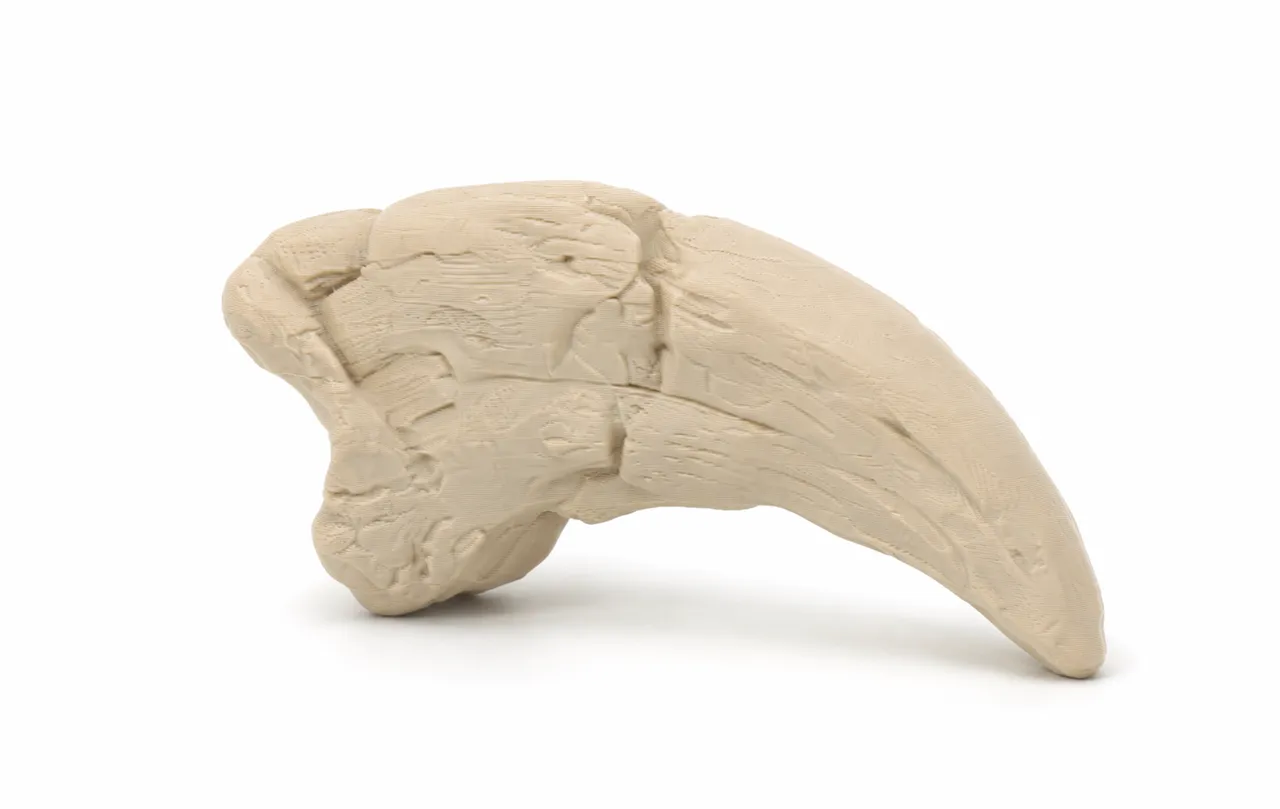 T-Rex Claw | Fossil Replica view 2