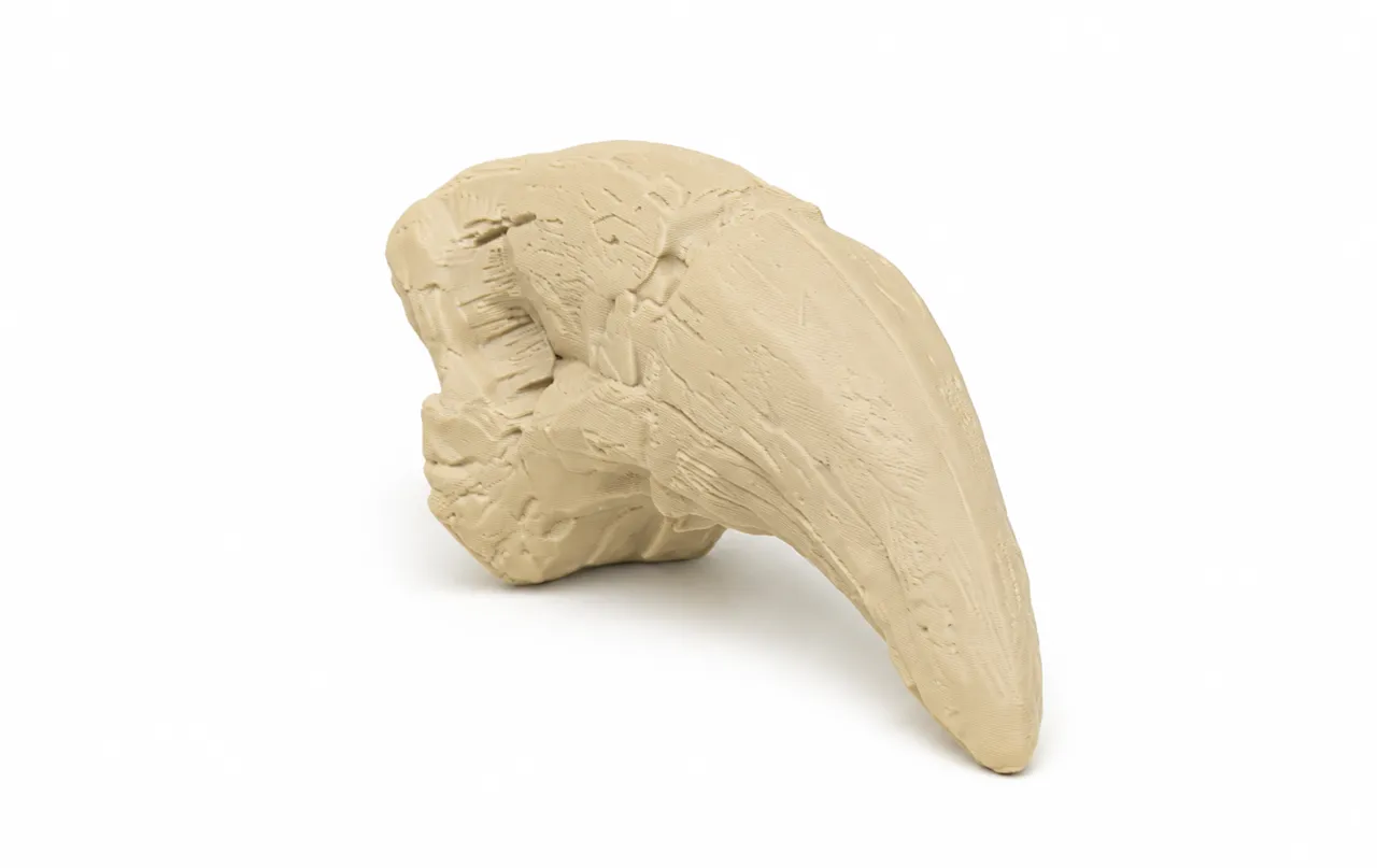 T-Rex Claw | Fossil Replica view 3