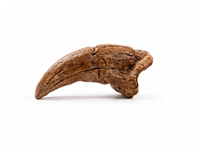 T-Rex Claw | Fossil Replica
