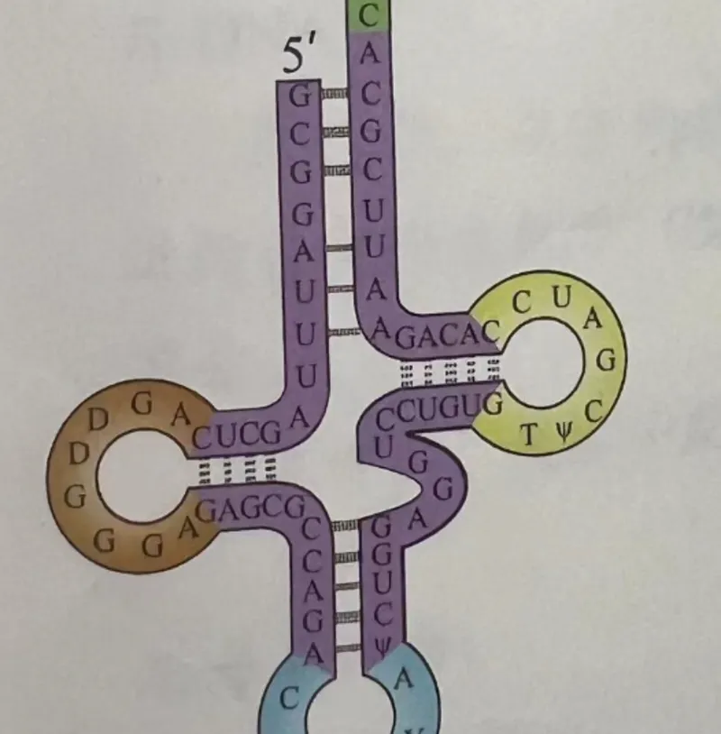 转运RNA模型