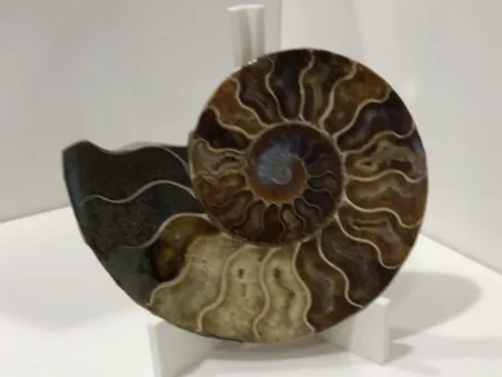Fossilized Ammonite Stand
