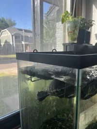 0.2mm layer, 2 walls, 100% infill