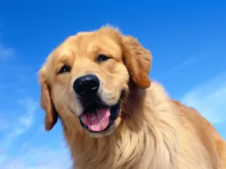 dog foto