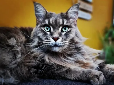 Maine Coon Lithophane