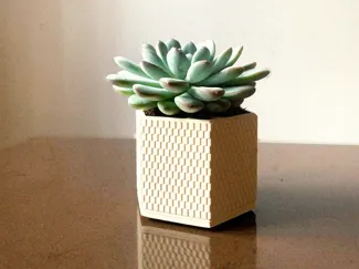 Self-Watering Cactus/Succulent Planter