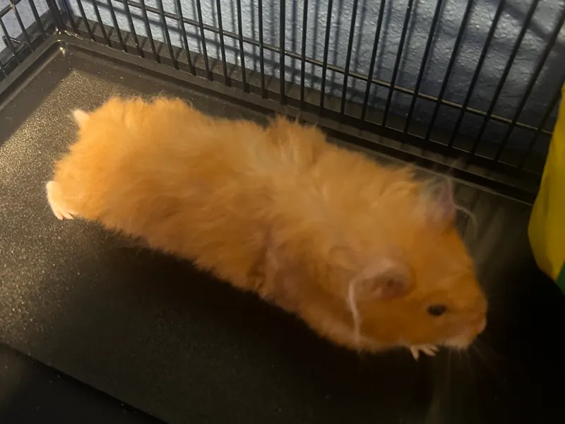 Hamster ladder cover