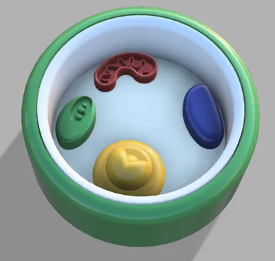 Come creare modelli di cellule vegetali e animali 3d per le lezioni di