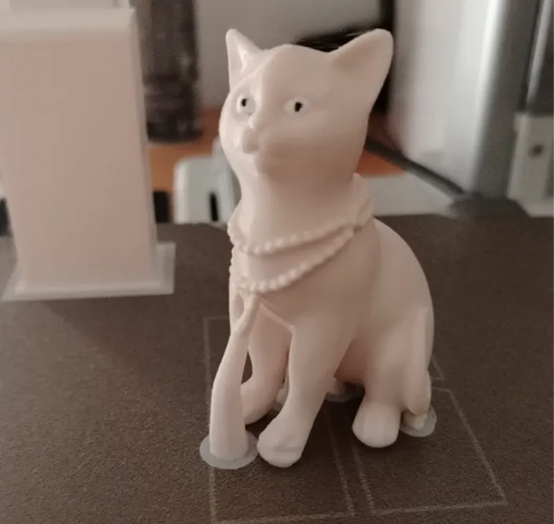 gatto