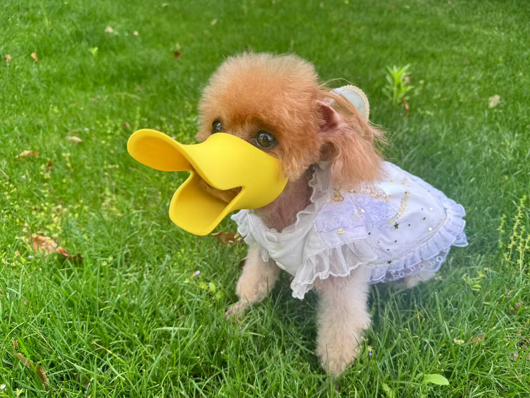 [Anti-Çağrı, Isırma ve Rastgele Yemek, Sadece Dekorasyon için] Ördek Ağız Kapağı, Köpek Yürüyüş Artefakt, Köpek Ağız Kapağı, Köpek Ağız Kapağı