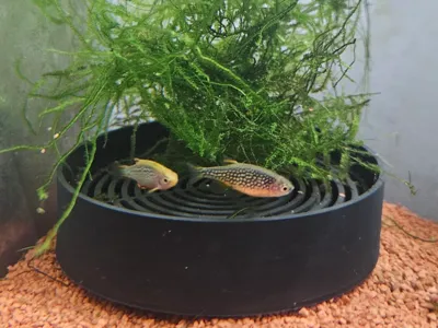 Fish Egg Collector tray