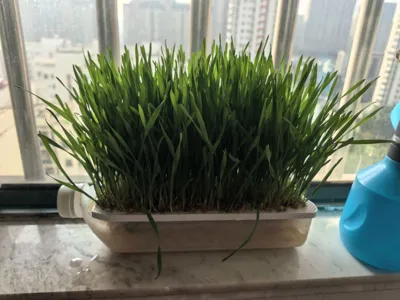 Eco-friendly Hydroponic Cat Grass Grid