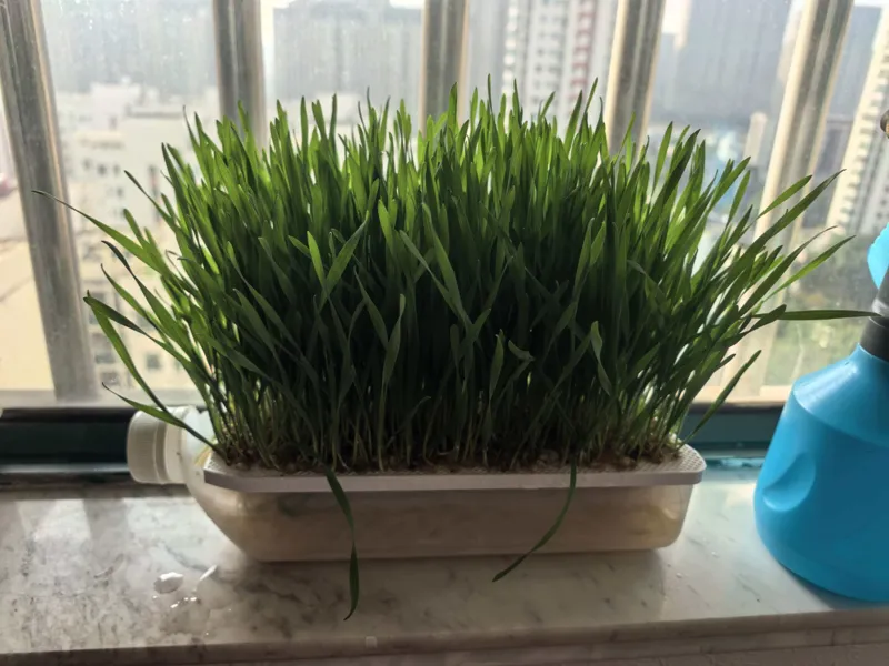猫草水培环保栅格