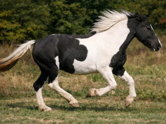 Western Galloping Paint Horse