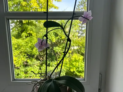 Plant clips