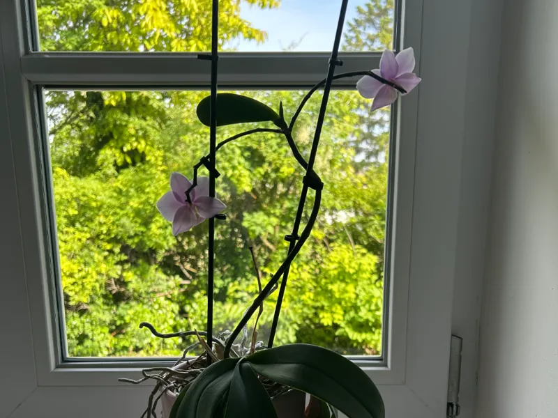 Plant clips
