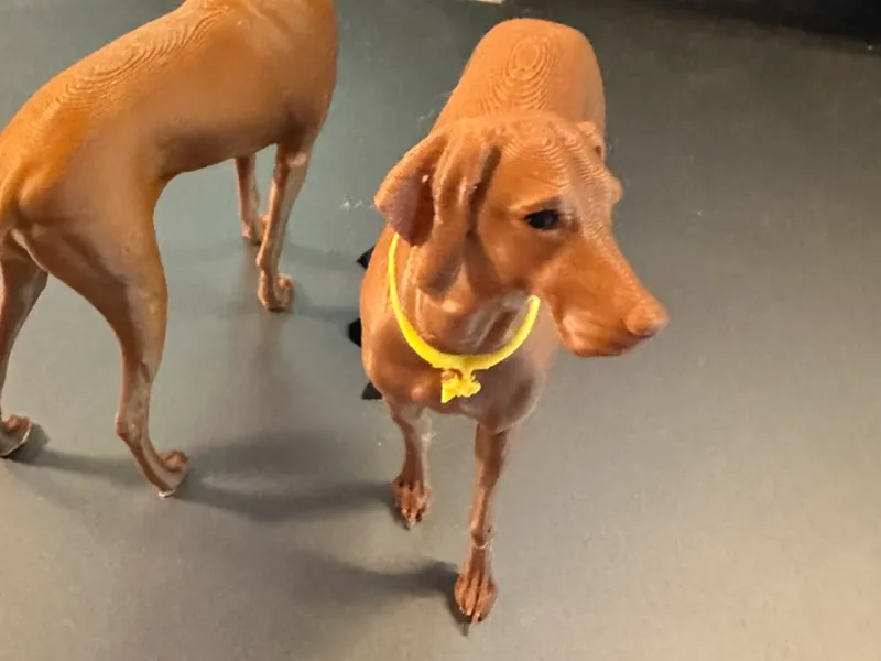 Vizsla Female Standing Stella