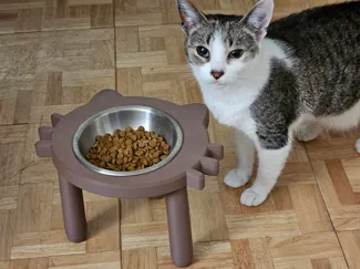 cat face food bowl holder