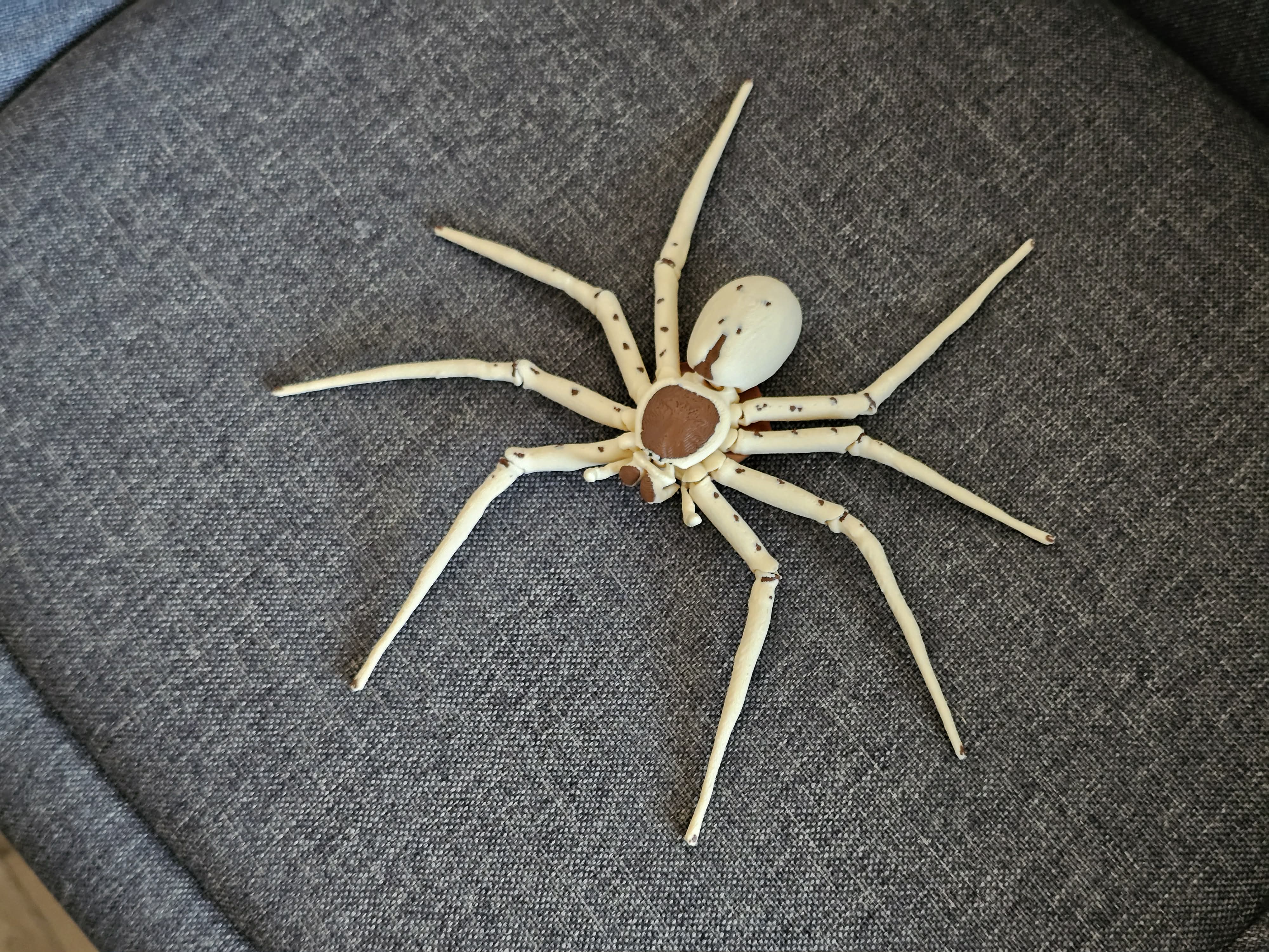 House Invaders - Huntsman Spider - 1
