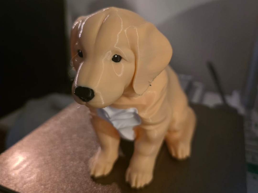 Golden Retriever Puppy - Perro Golden Retriever