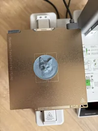 Pièce chat — photo 3