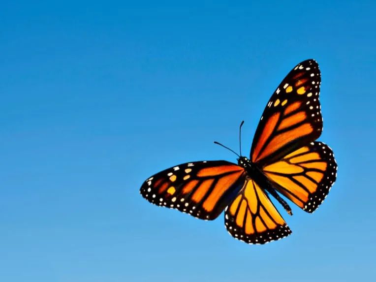 papillon , 